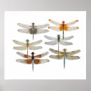 Suche nach spezies poster Schmetterling