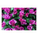 Suche nach rosa und lila blumen poster Blühen