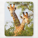 Suche nach südafrika mousepads Giraffe