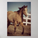 Suche nach wildleder poster Fotografie
