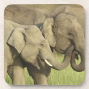 Suche nach asiatischer elefant untersetzer Elephas maximus