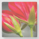 Suche nach gartenbau untersetzer Flora