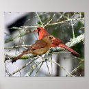 Suche nach vogelplakat Kardinal