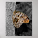 Suche nach brauner schmetterling poster Für sie