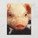 Suche nach ferkel postkarten Lustig