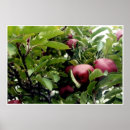 Suche nach apfelbaum Fall