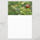 Suche nach insekten flyer Marienkäfer