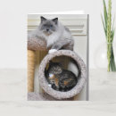 Suche nach tabbykatze karten Fotografie