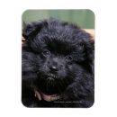 Suche nach schwarze spitze magnete Loulou