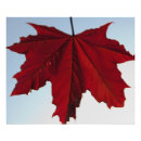 Suche nach maple tree poster Leaf