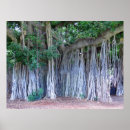 Suche nach banyan tree poster Hawaii