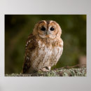 Suche nach tawny poster Eule