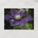 Suche nach clematis visitenkarten Lila