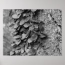 Suche nach schwarz weißer baum Für sie