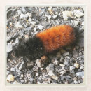 Suche nach raupe untersetzer Orange