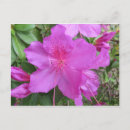 Suche nach rosa azaleen poster Blühen