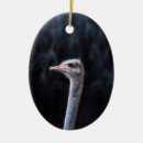 Suche nach portrait ornamente Vögel