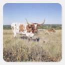 Suche nach longhorn aufkleber Texas