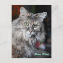 Suche nach meow postkarten Süß