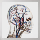 Suche nach kopfschmerzen poster Gesundheitswesen