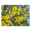 Suche nach forsythia poster Quelle