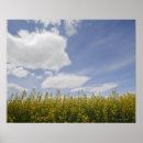 Suche nach canola poster Natur