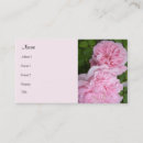Suche nach blühende rose visitenkarten Natur