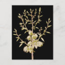 Suche nach yucca postkarten Blume