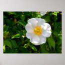 Suche nach cherokee poster Blume