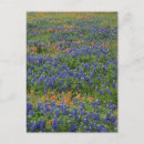 Suche nach bluebonnets postkarten Feld