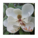 Suche nach magnolien fliesen Blume