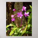 Suche nach orchid poster Tropisch