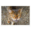 Suche nach grüne augen katze poster Kitschig