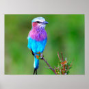 Suche nach bunte vögel poster Blau