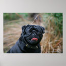 Suche nach schwarzer mops poster Foto