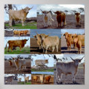 Suche nach cow poster Highland