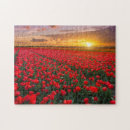 Suche nach tulpen puzzle Blüte