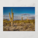 Suche nach arizona landschaft postkarten Saguaro cactus