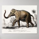 Suche nach asiatischer elefant poster Wildtier