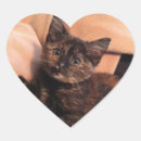 Suche nach schildpatt aufkleber Katze