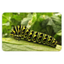 Suche nach raupe magnete Schmetterlinge