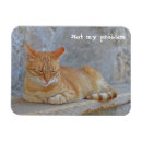 Suche nach problem magnete Katze