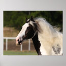 Suche nach vanner poster Rasse