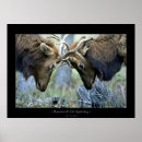 Suche nach elk poster Tier