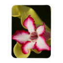 Suche nach wüste magnete Blume