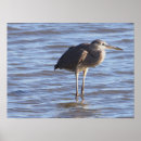 Suche nach stehend poster Tierwelt