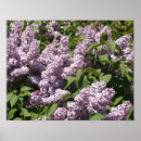 Suche nach lansing poster Michigan