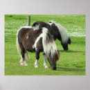 Suche nach shetland pony poster Cindy miller hopkins