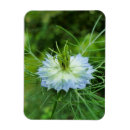 Suche nach kornblumen magnete Maisblume