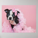 Suche nach terrier poster Welpe